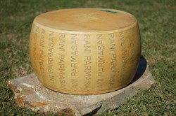 Parmesan Peyniri Teker 28 kg-35 kg aralığı (KG FİYATI)