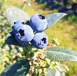 Taze Dalından Blueberry-Yaban Mersini (125g)