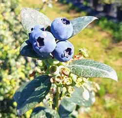 Taze Dalından Blueberry-Yaban Mersini (125g)